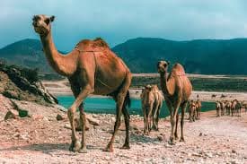 Salalah — City of Frankincense